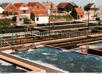 Yerseke Oesterputten Austernzucht