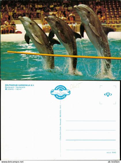 Postkaart Harderwijk Delphinarium Dolfinarium 1981
