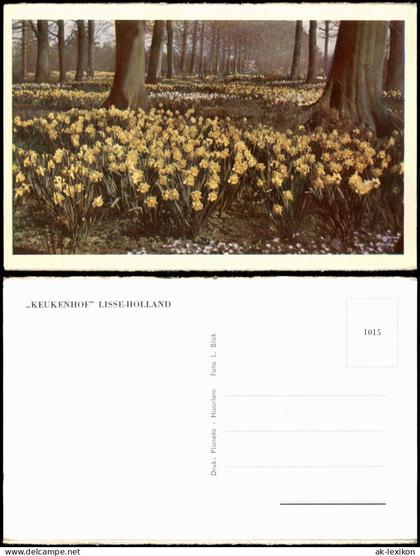 Postkaart Lisse Ortsansicht Blumenfeld KEUKENHOF LISSE-HOLLAND 1960