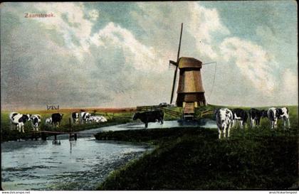 CPA Zaanstreek Nordholland, Windmühle, Kühe