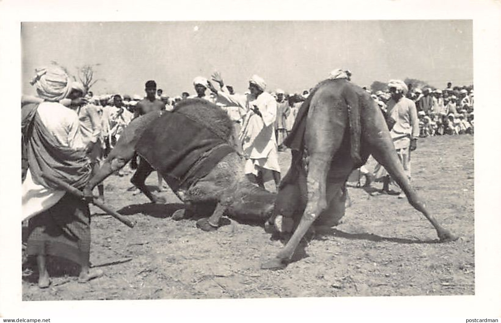 Pakistan - Camel wrestling - REAL PHOTO - Publ. unknown