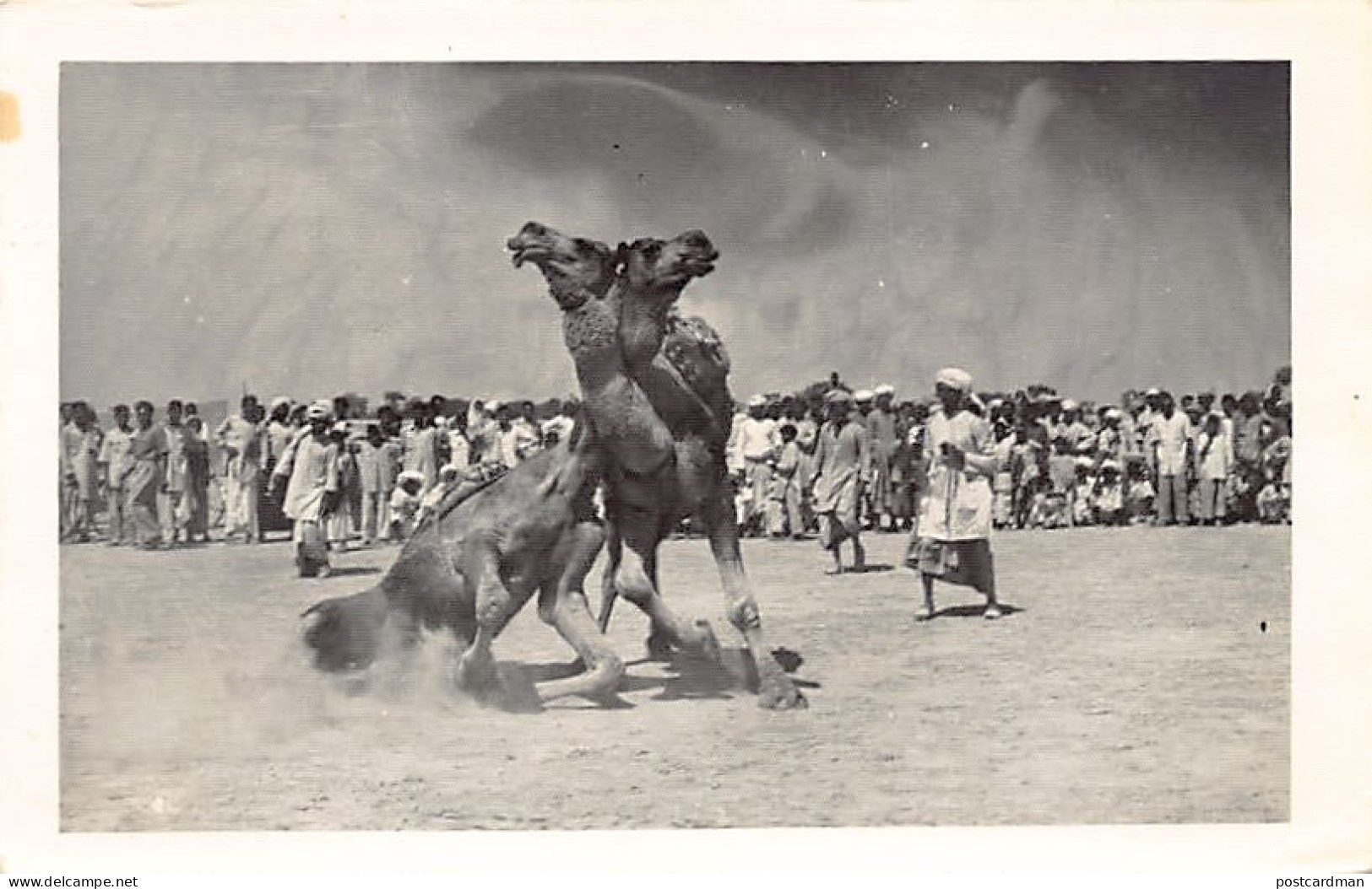 Pakistan - Camel wrestling - REAL PHOTO - Publ. unknown
