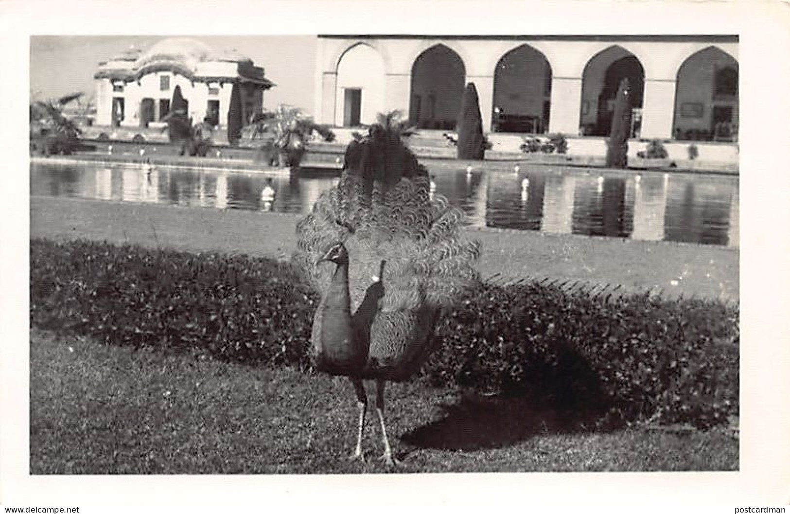 Pakistan - Peafowl - REAL PHOTO - Publ. unknown
