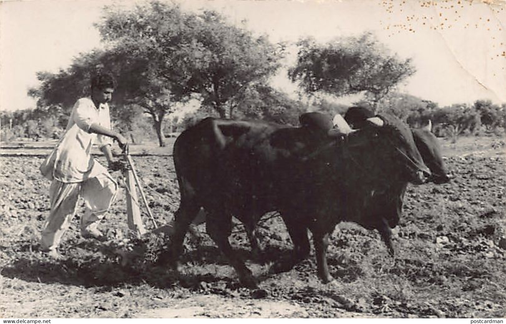 Pakistan - Ploughman - REAL PHOTO - Publ. Pakistan American Commercial Inc.