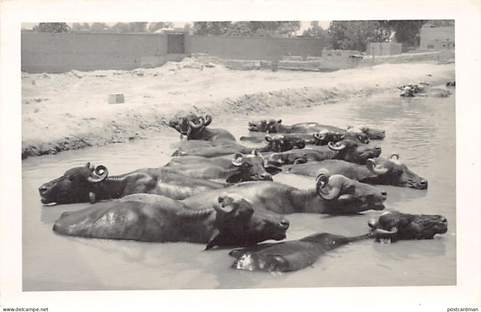 Pakistan - Water buffaloes - REAL PHOTO - Publ. unknown