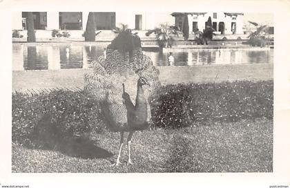 Pakistan - Peafowl - REAL PHOTO - Publ. unknown