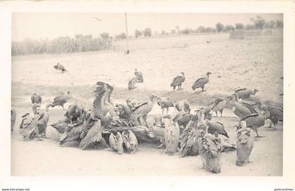 Pakistan - Vultures - REAL PHOTO - Publ. unknown