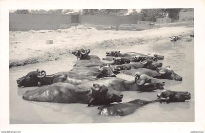 Pakistan - Water buffaloes - REAL PHOTO - Publ. unknown