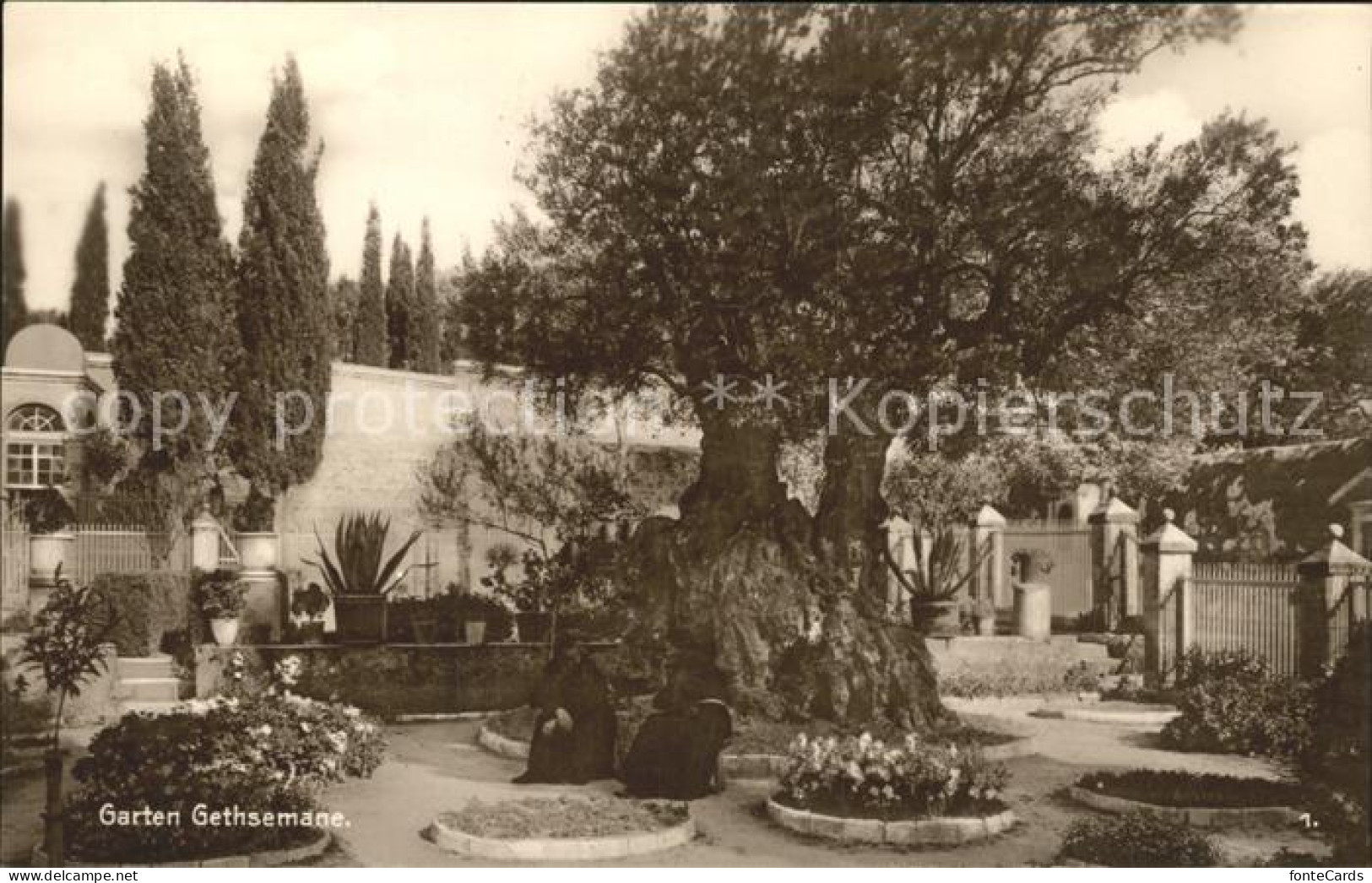 Palaestina Garten Gethsemane