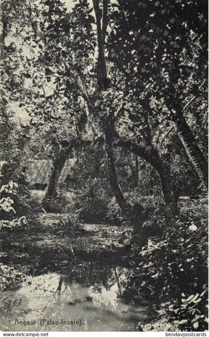German Caroline Islands, Palau Angaur, Forest Scene (1910s) Micronesia Postcard