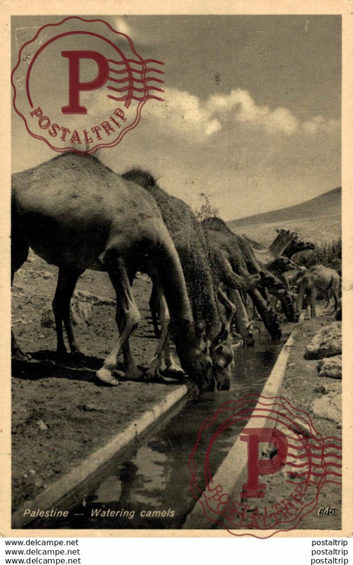 PALESTINA // PALESTINE. WATERING CAMELS