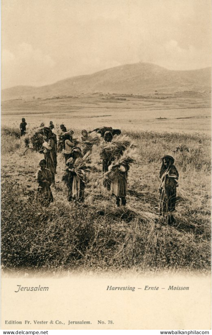 Palestine Jerusalem Harvesting ed Vester