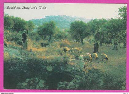 288984 / Palestine - Bethlehem  - Shepherd's field sheep and men PC 1009 Israel Israele Palestine Palastina