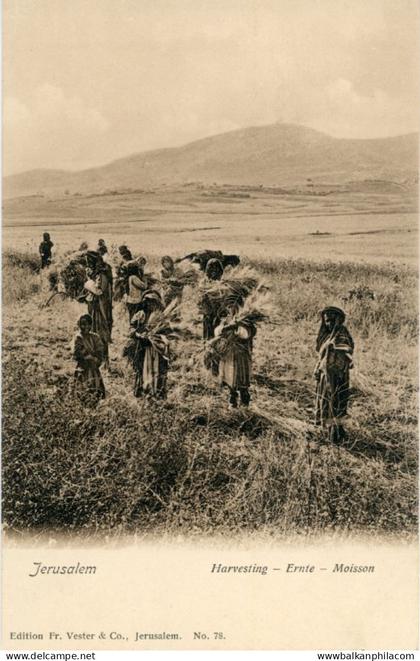 Palestine Jerusalem Harvesting ed Vester