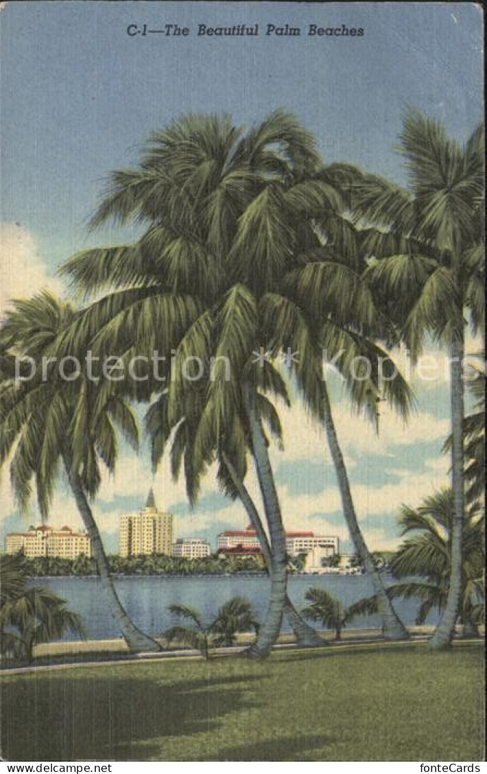Palm Beach Palm Trees