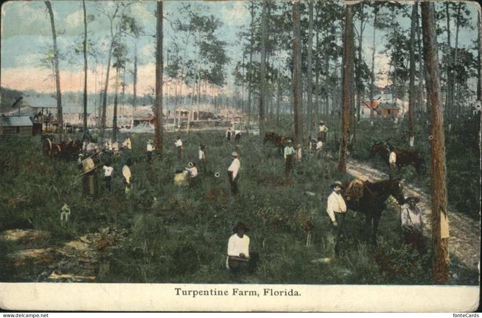 Palm Beach Turpentine Farm