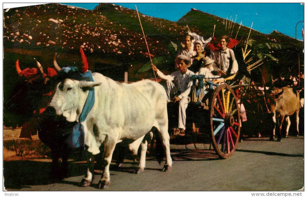 PANAMA    CARRETA DE BUEYES       ATTELAGE