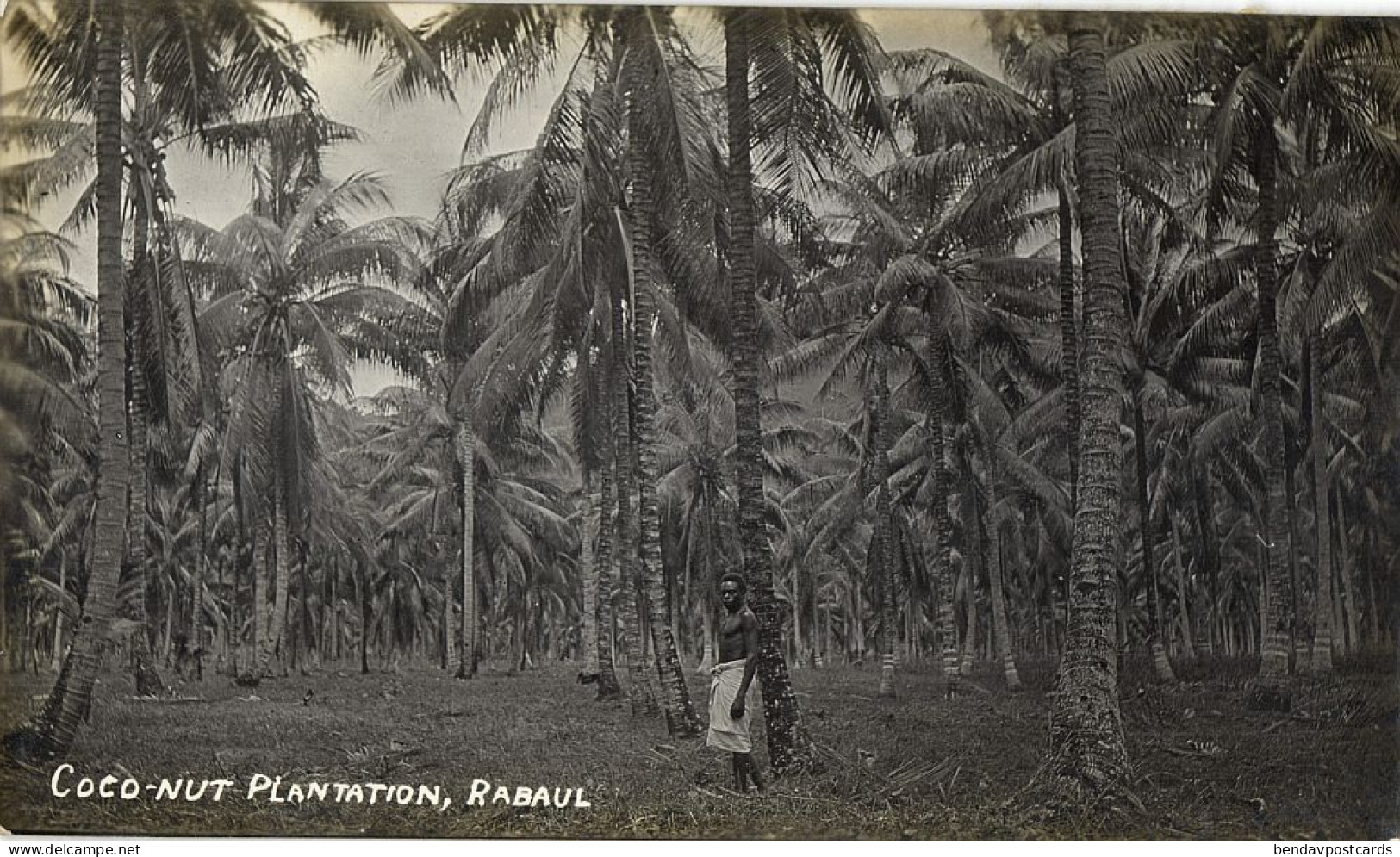 Papua New Guinea, RABAUL, New Britain, Coconut Plantation (1910s) Real Photo