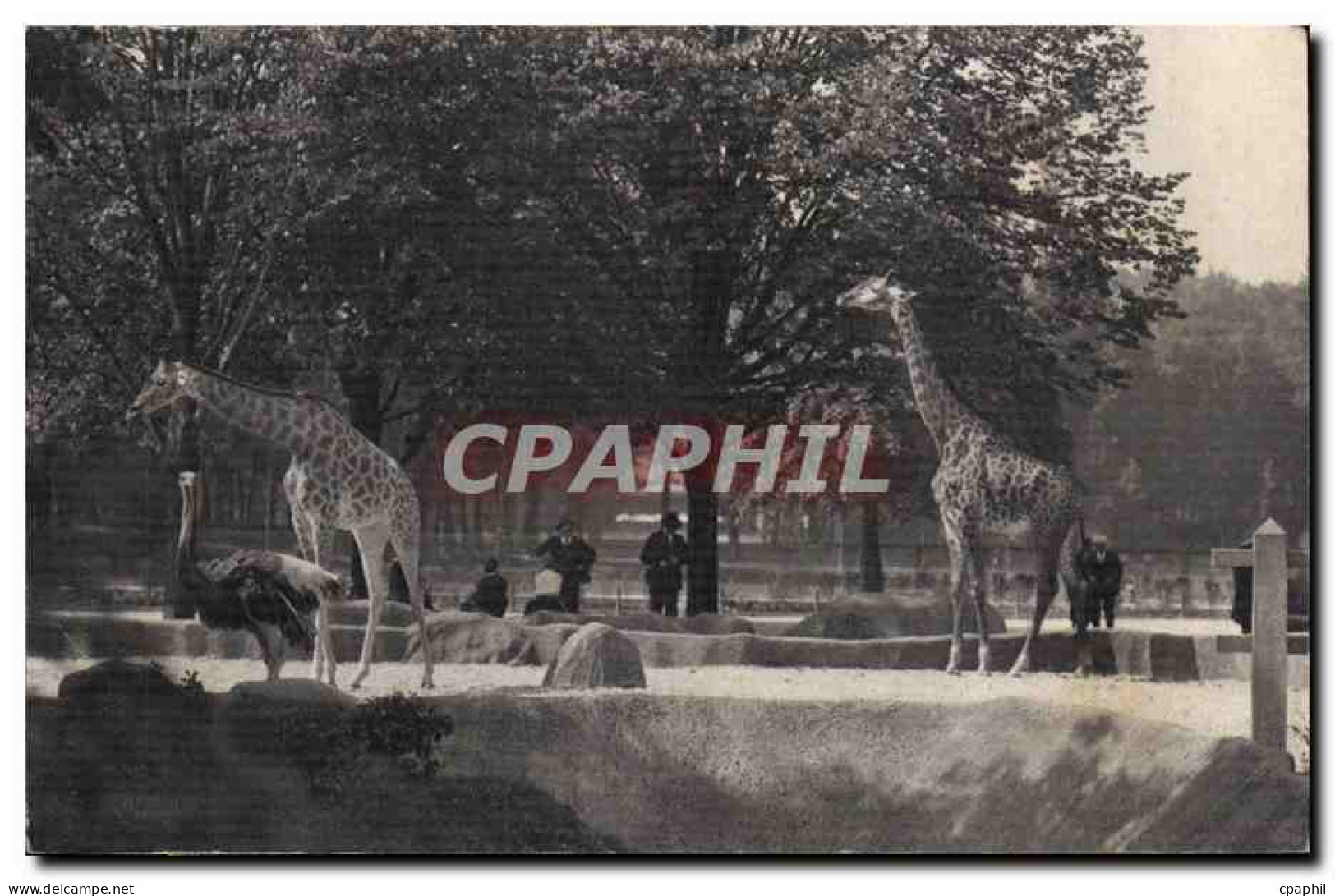 Paris - 12 - Paris Zoologique - Bois de Vincennes - National d'Histoire Naturelle - CPA