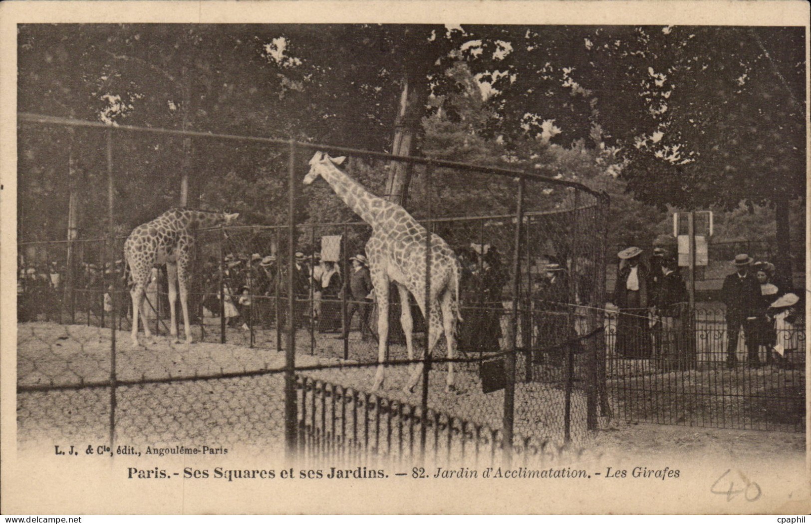 Paris - 16 - Jardin d'Acclimation - Bois de Boulogne - Les Girafes - Giraffe CPA -