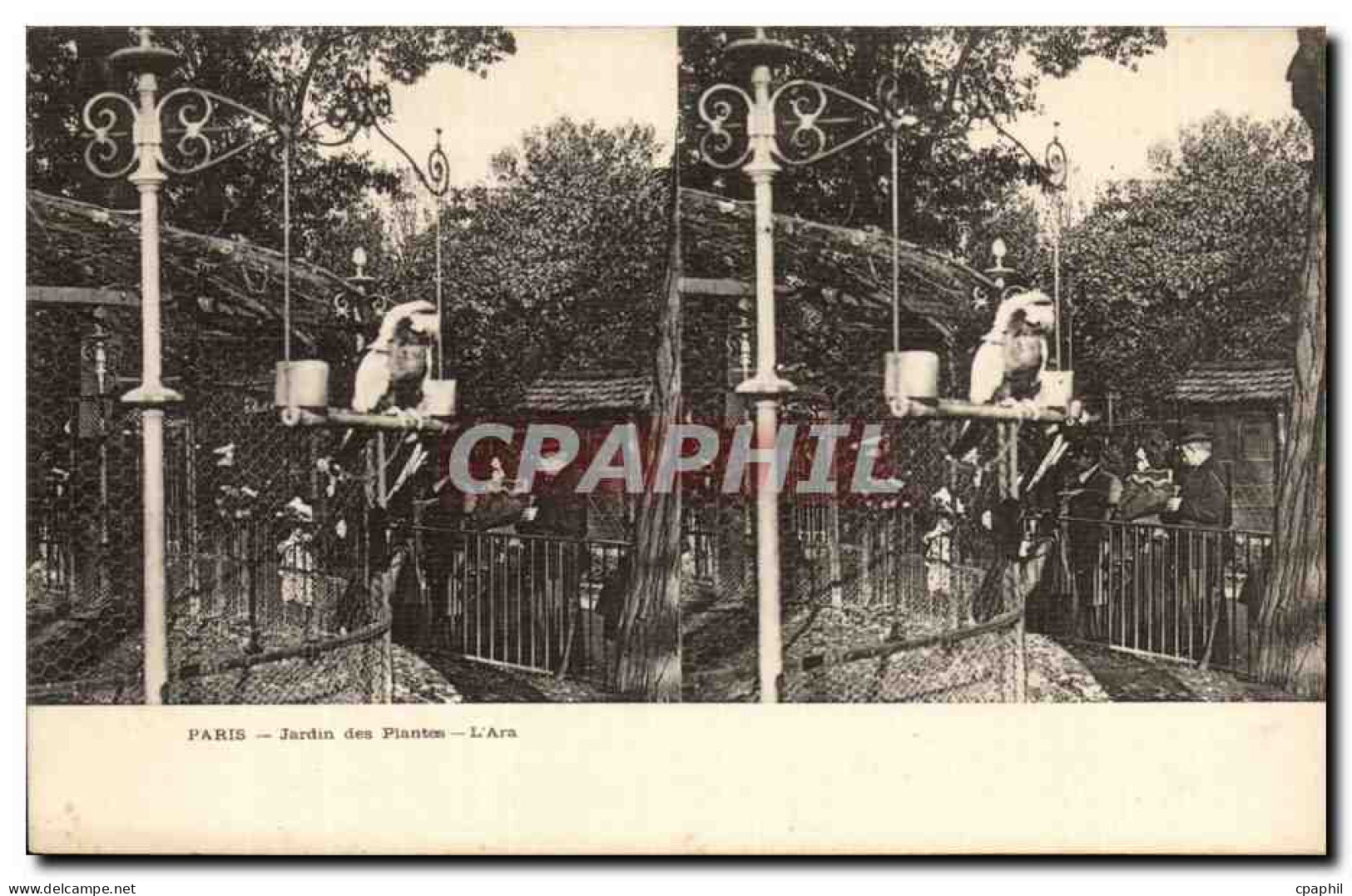Paris CPA Jardin des plantes L'ara (oiseau) (vues stereoscopiques)