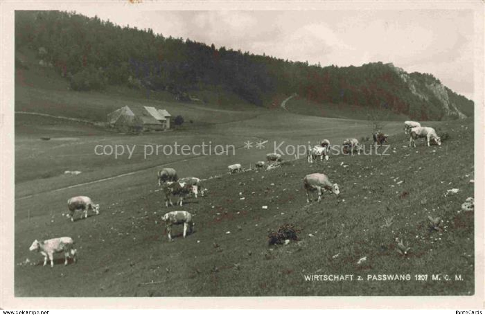 Passwang Balsthal SO Bergwiesen Almvieh Wirtschaft