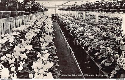 Nederland - AALSMEER - Kas met bloeiende Cyclamen