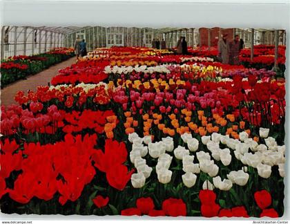 10269874 - Lisse