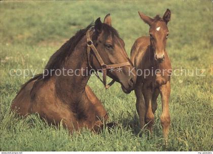 Lochem Stute mit Fohlen