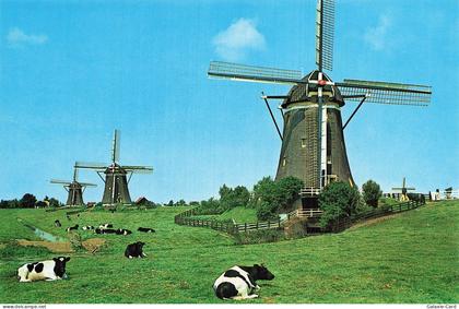 PAYS BAS LEIDSCHENDAM DRIEMANSPOLDER