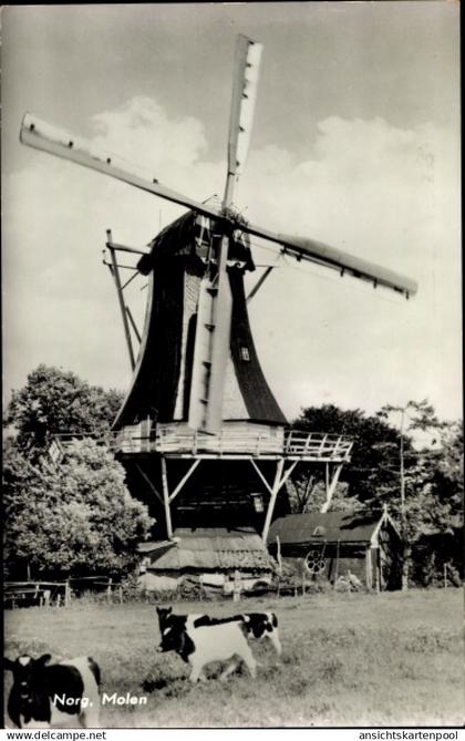 CPA Norg Drenthe, Molen, Kühe