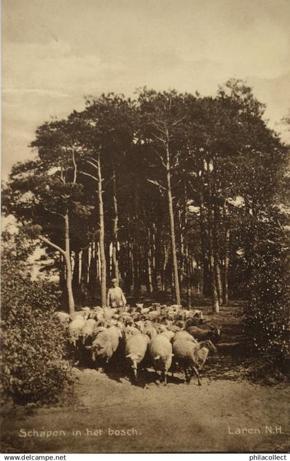 Laren (NH) Schapen in het Bosch 191?