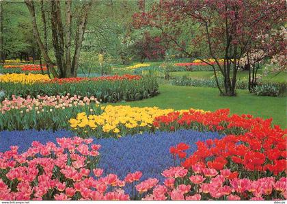 Carte Postale - Pays-Bas - Lisse - Keukenhof - Fleurs - Zuid-Holland - CPM - Voir Scans Recto-Verso