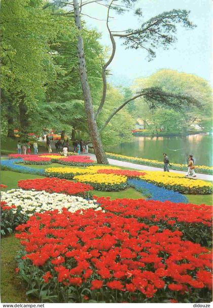 Carte Postale - Pays-Bas - Lisse - Keukenhof - Fleurs - Zuid-Holland - CPM - Voir Scans Recto-Verso