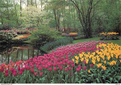 Carte Postale - Pays-Bas - Lisse - Keukenhof - Fleurs - Zuid-Holland - CPM - Voir Scans Recto-Verso