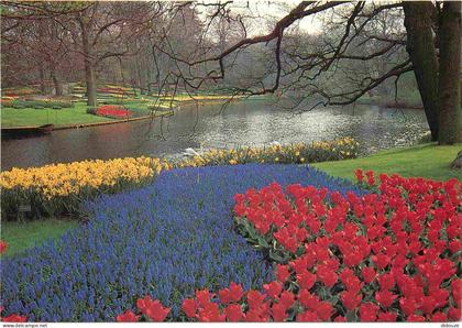 Carte Postale - Pays-Bas - Lisse - Keukenhof - Fleurs - Zuid-Holland - CPM - Voir Scans Recto-Verso