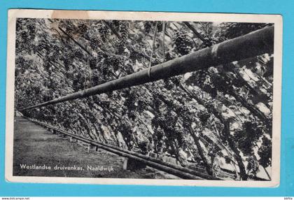 NEDERLAND prentbriefkaart Westlandse druivenkas 1950 Naaldwijk naar Haarlem (vlekje bovenzijde)