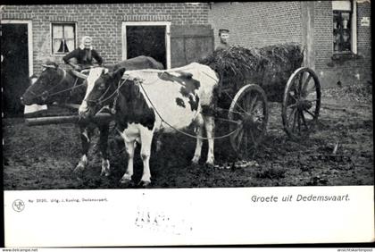 CPA Dedemsvaart Overijssel Niederlande, Rinderfuhrwerk