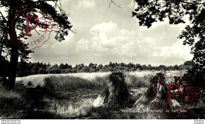 WOLFHEZE Korenveld in het bos  Gelderland Renkum  HOLLAND HOLANDA NETHERLANDS