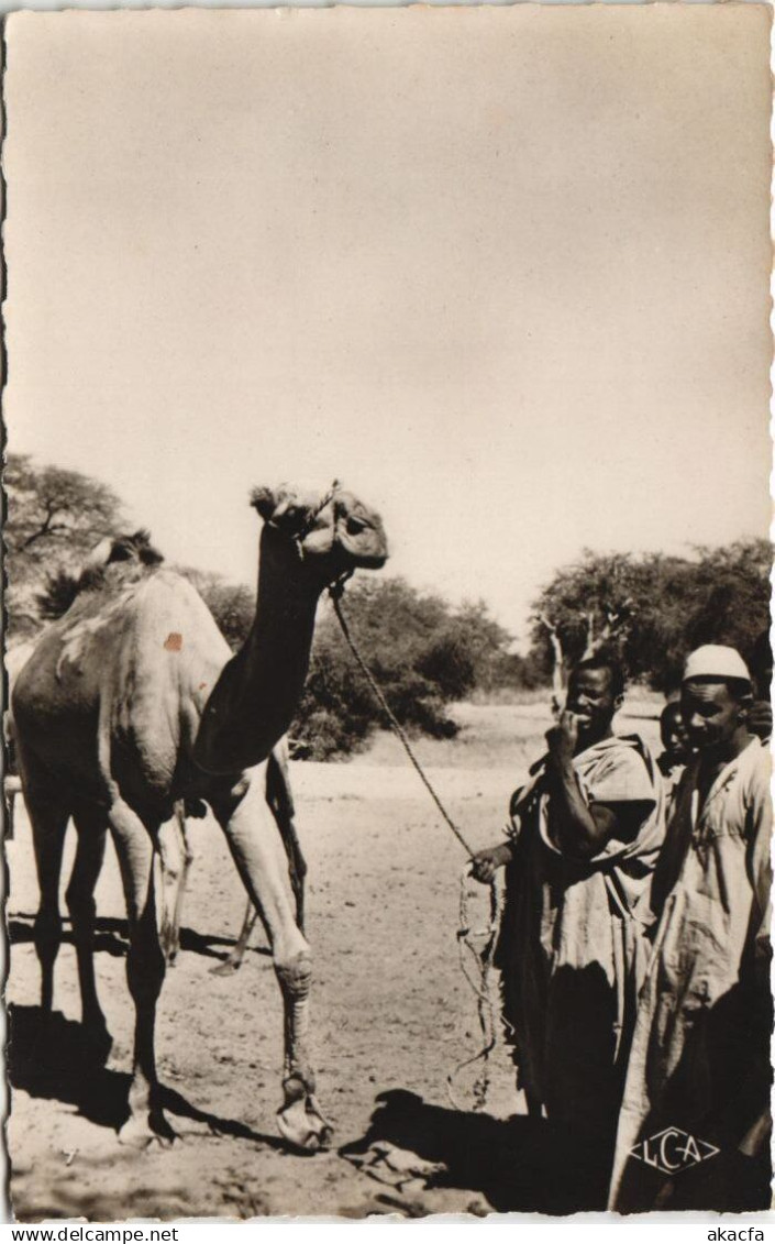 PC ABECHE UN DROMADAIRE CHAD, TCHAD ETHNIC TYPES (a27595)
