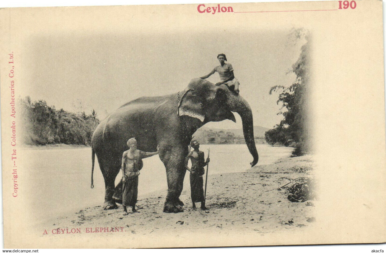 PC CEYLON - SRI LANKA, CEYLON ELEPHANT, Vintage Postcard (b37637)