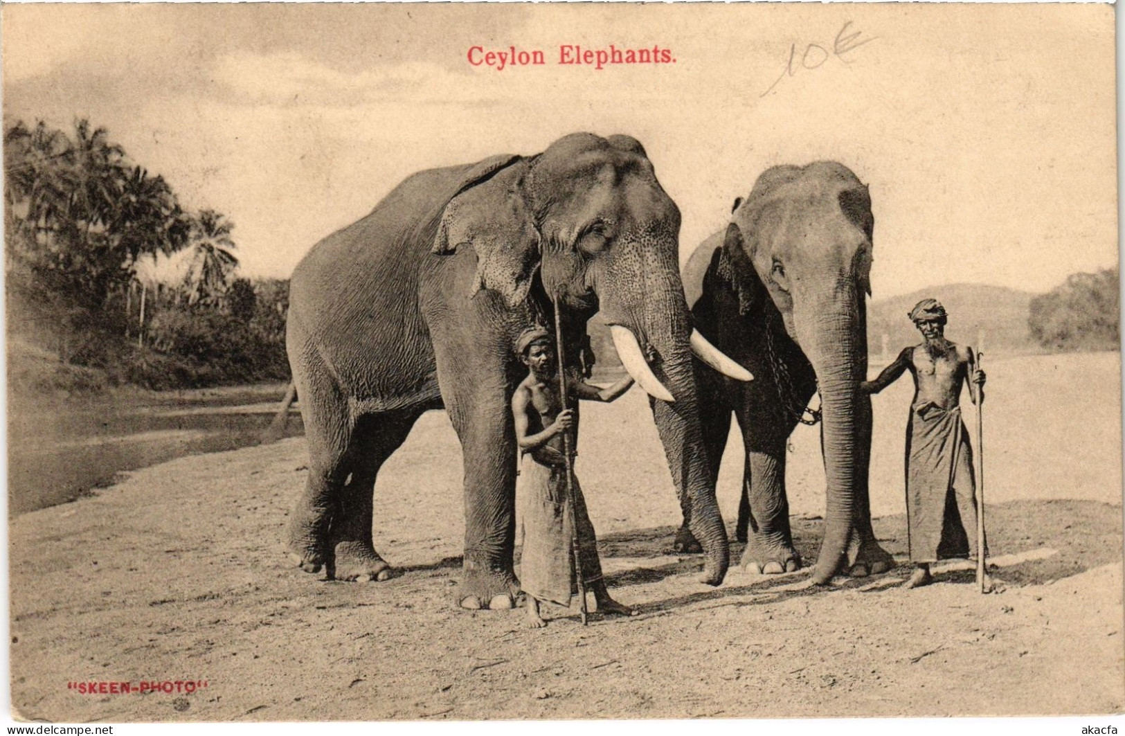 PC CEYLON SRI LANKA CEYLON ELEPHANTS (a75813)