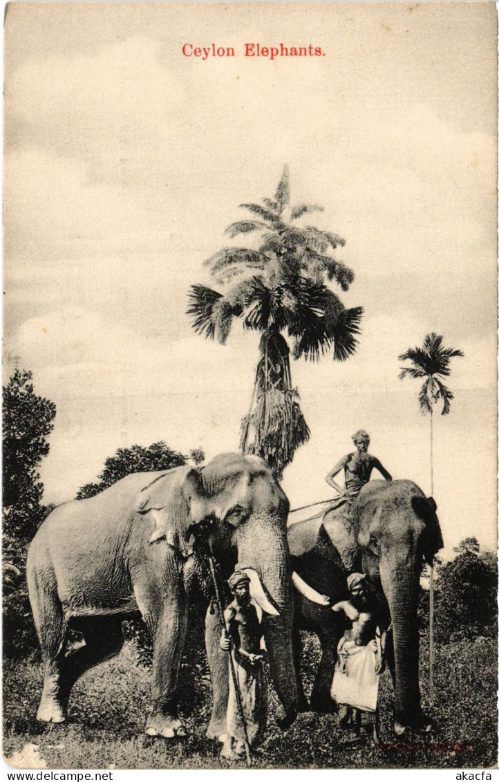 PC CEYLON SRI LANKA CEYLON ELEPHANTS (a75820)