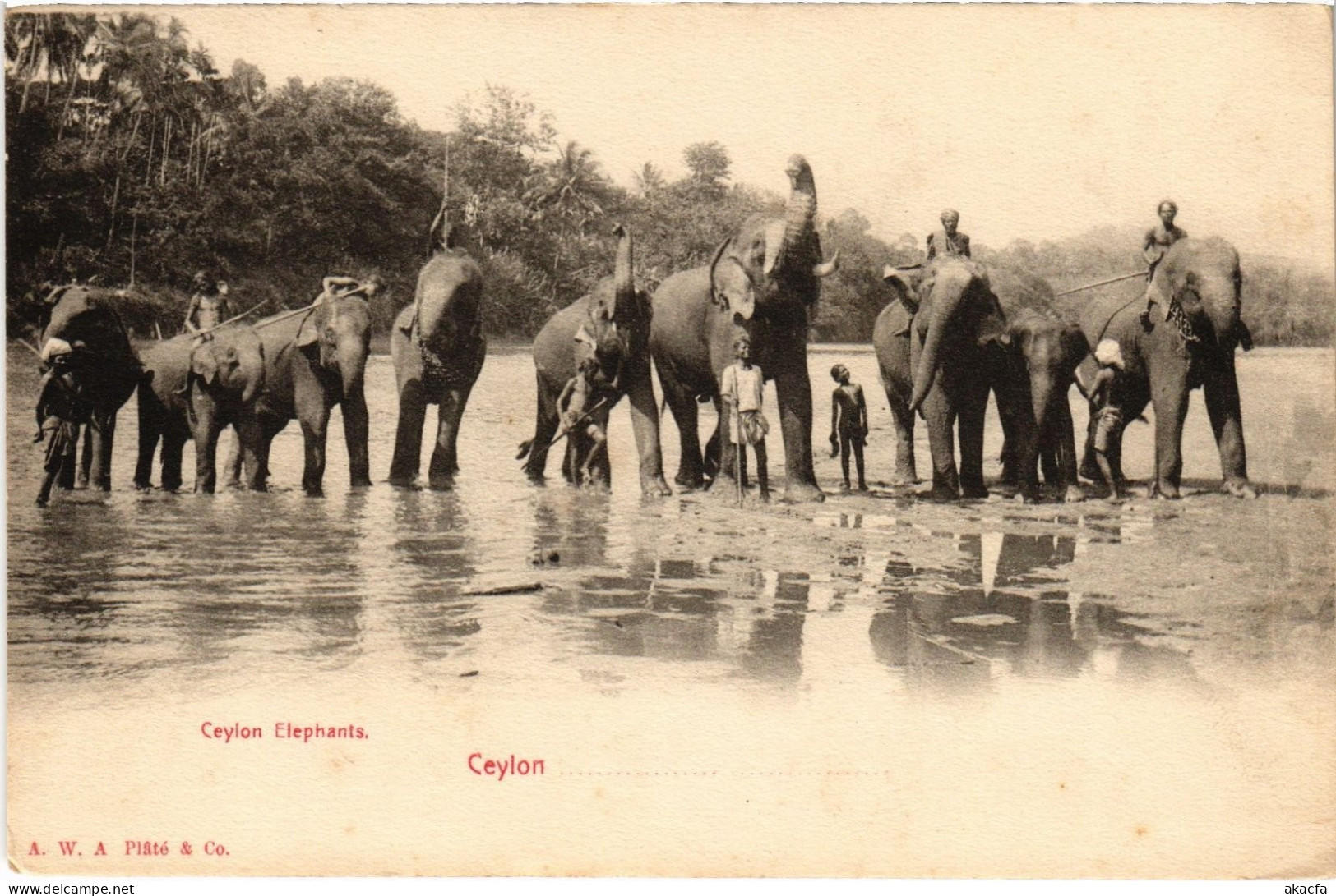 PC CEYLON SRI LANKA CEYLON ELEPHANTS (a75829)
