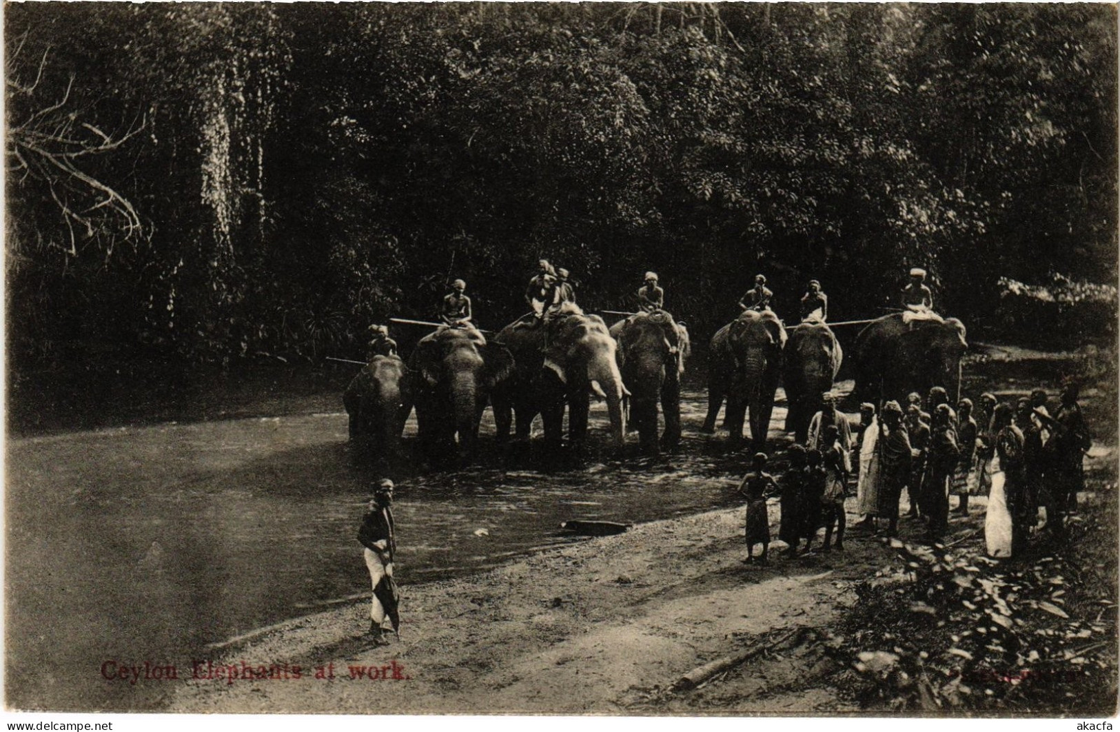 PC CEYLON SRI LANKA CEYLON ELEPHANTS AT WORK (a75830)