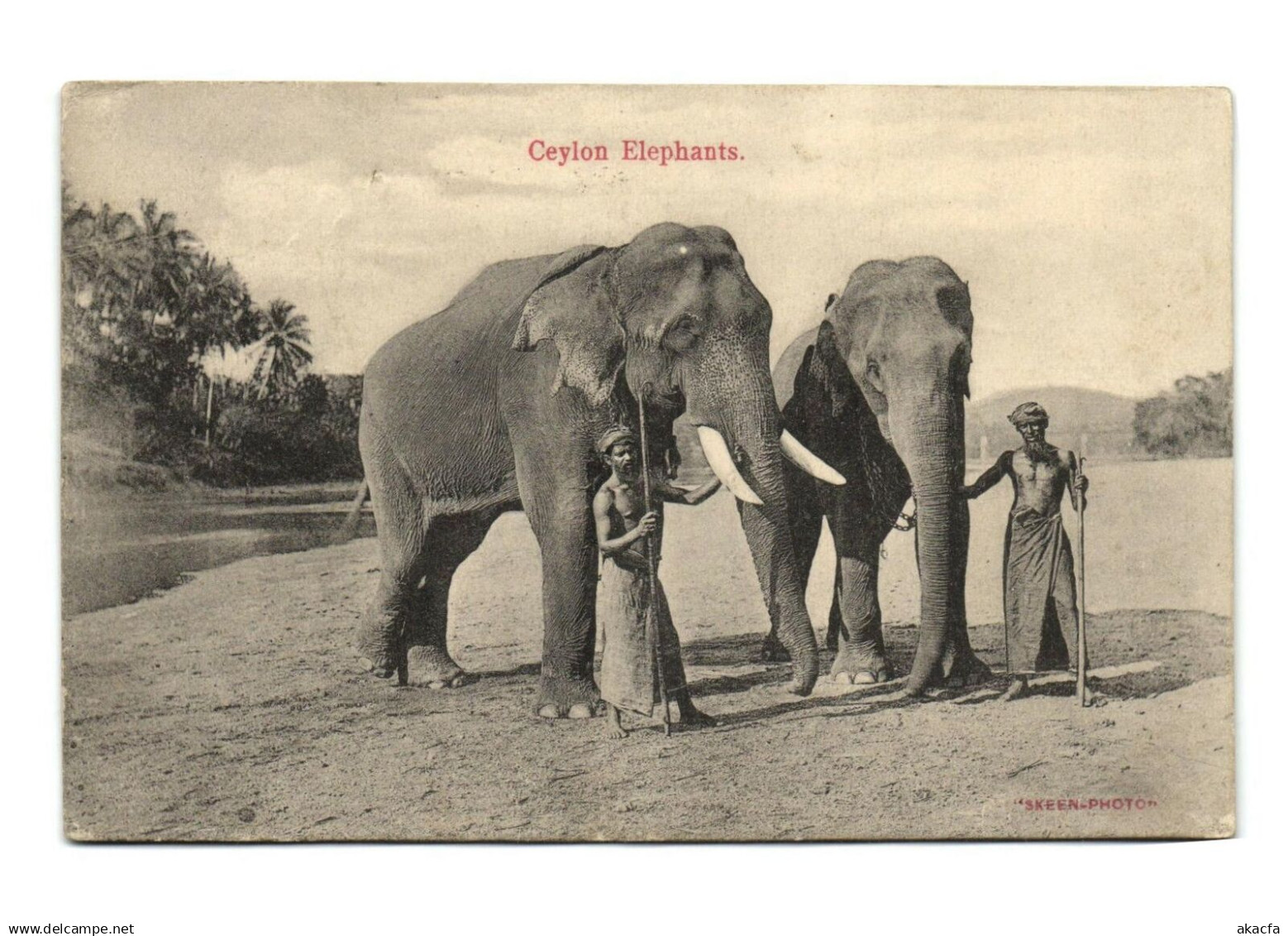 PC CEYLON - SRI LANKA, CEYLON ELEPHANTS, Vintage Postcard (b37484)