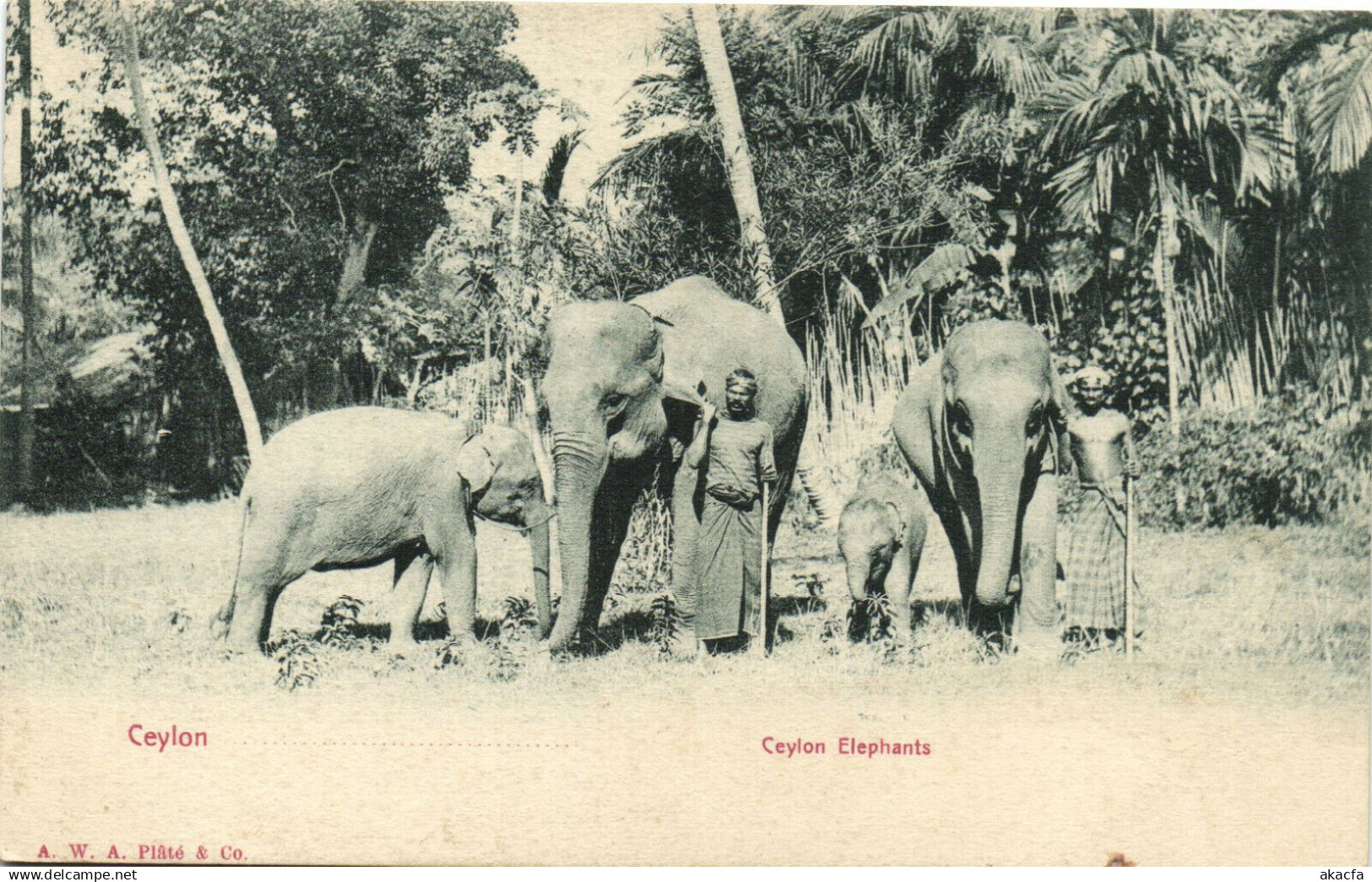 PC CEYLON - SRI LANKA, CEYLON ELEPHANTS, Vintage Postcard (b37625)