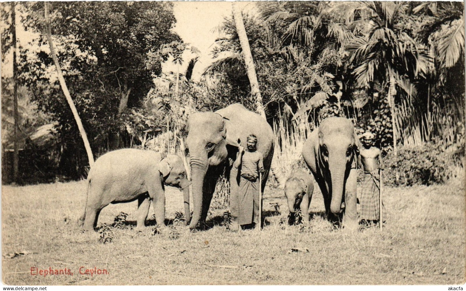 PC CEYLON SRI LANKA ELEPHANTS, CEYLON (a75814)