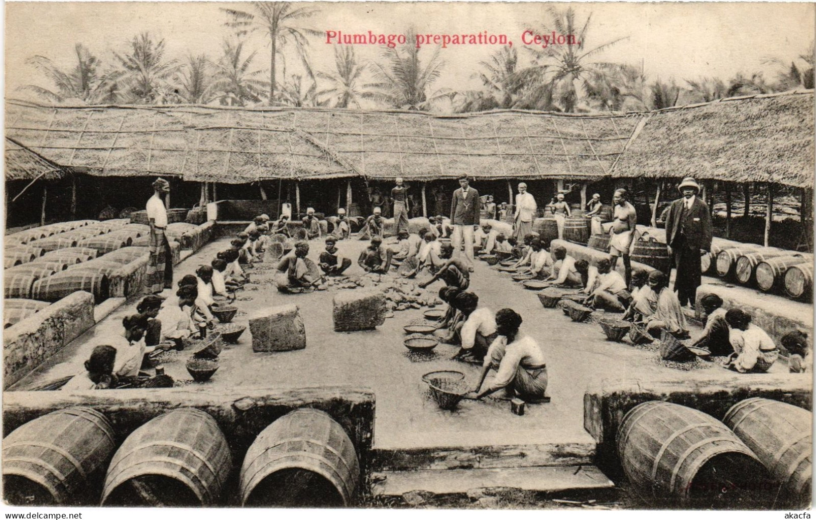 PC CEYLON SRI LANKA PLUMBAGO PREPARATION, CEYLON, (a75840)