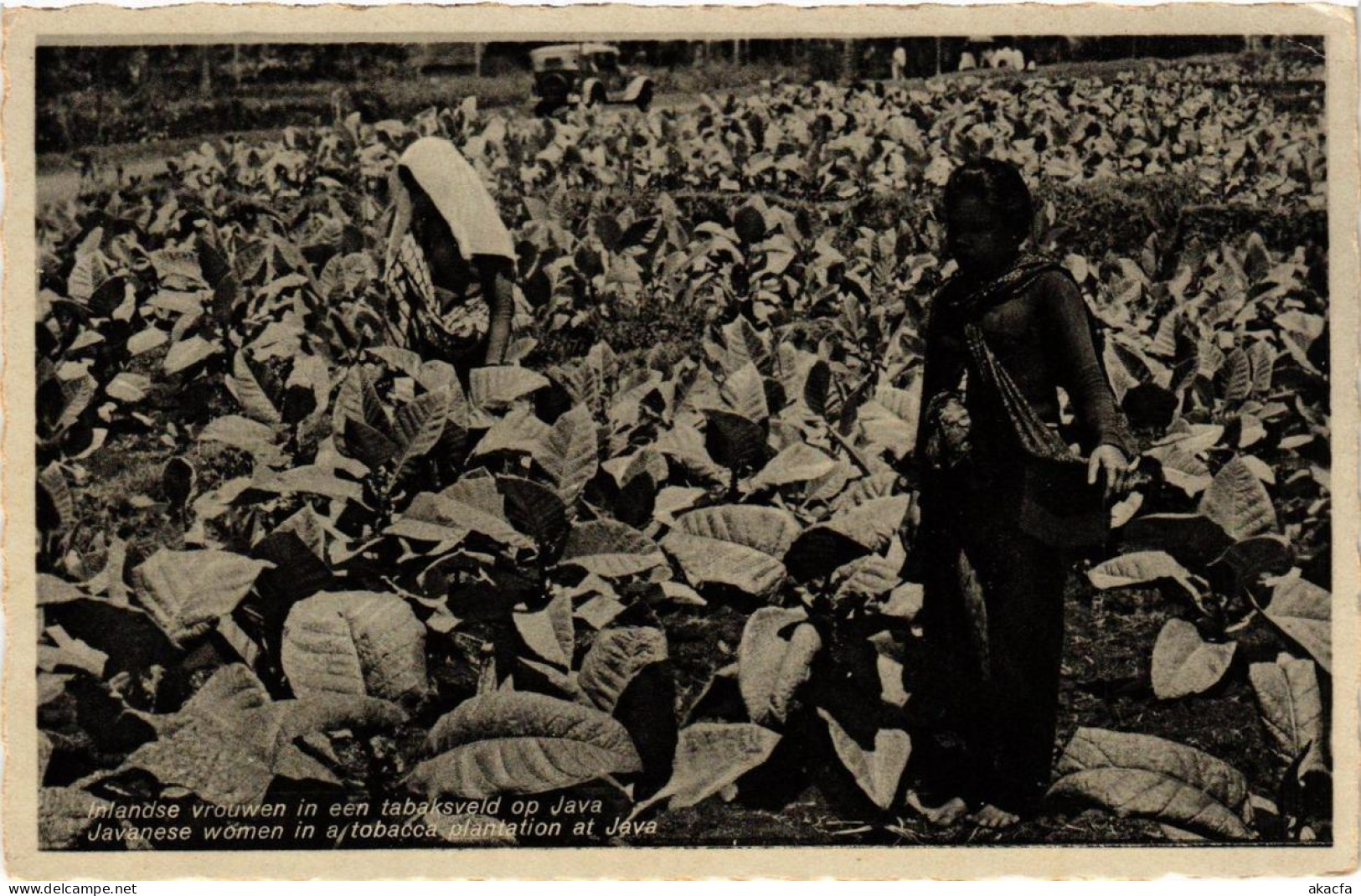PC CPA Java Javansche vrouwen in een tabaksveld INDONESIA (a9706)